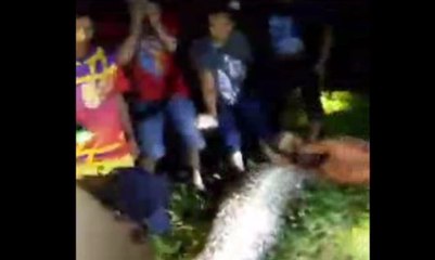 Ular Piton Ini Telan Petani Sawit