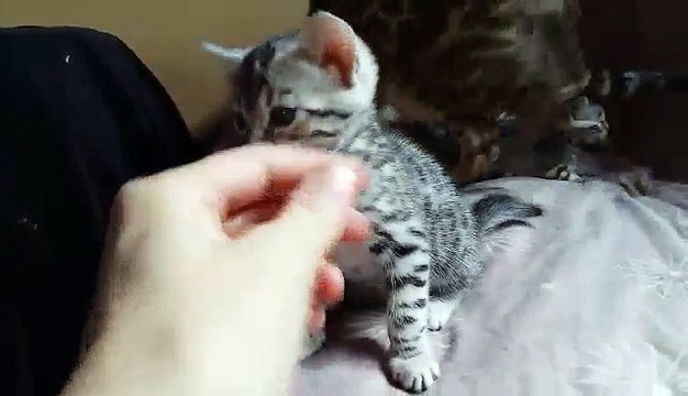 Hypnotic'Bengal Néo ( F7)