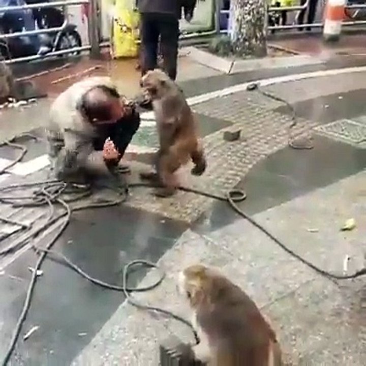 Very Funny Monkey Beating Its Owner