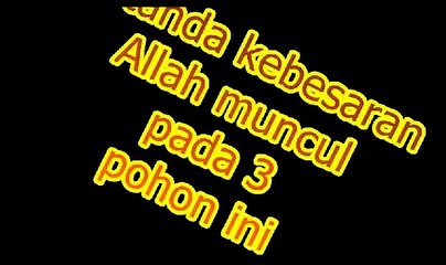 3 pohon ajaib tdk bisa di tebang