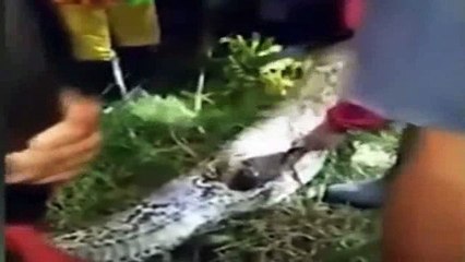 Indonesian Man Eaten by Large Python