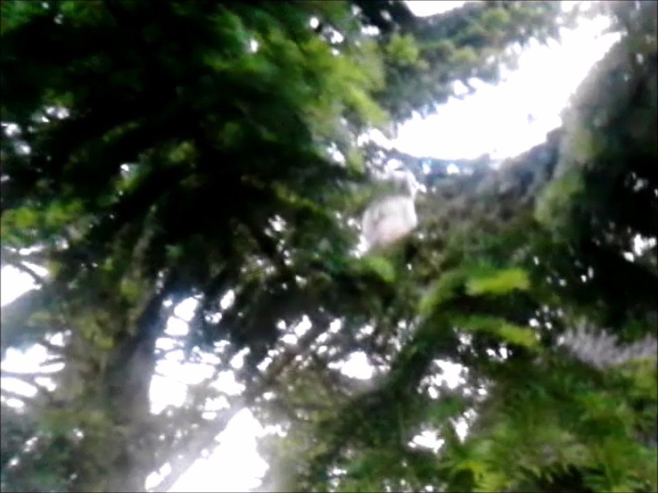 Junge Waldohreule 2016