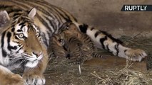 First Glimpse of Adorable Newborn Tiger Triplets at Crimean Safari Park