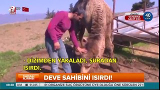 Çekim Sırasında Sahibini Isıran Deve