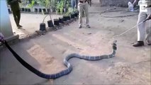 Regardez cet homme donner à boire à un Cobra Royal... risqué