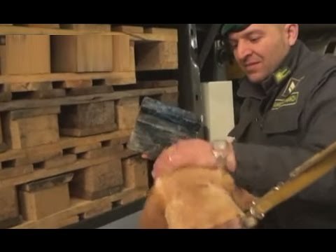 Pompei (NA) - 14 chili di cocaina tra i fiori, arrestati due corrieri (29.03.17)