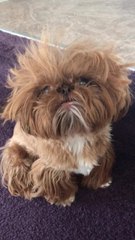 Puppy has cutest case of bed head ever!