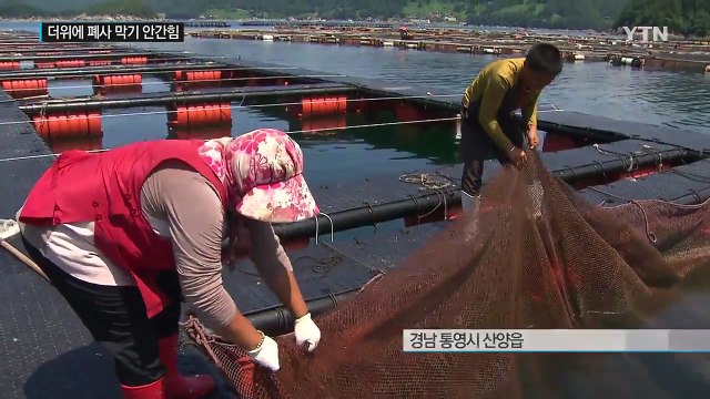 덥다 더워!...축산 농가·양식장도 비상 / YTN (Yes! Top News)