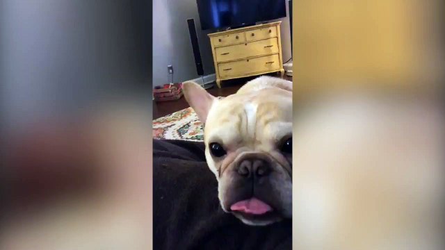 Ce chiot a vraiment envie de boire un peu de café