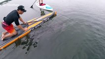 Friendly manatees approach paddle boarders