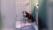 Un chien Husky qui ne veut pas trop prendre son bain