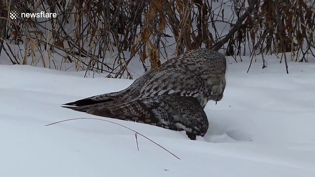 Owl 'dives' under snow to catch mouse