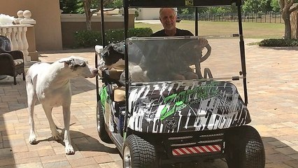 Great Danes argue over golf cart ride