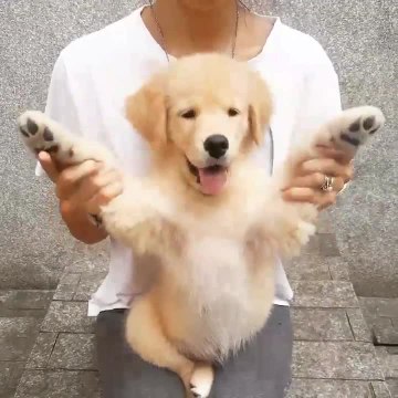 Golden Retriever puppy plays peekaboo