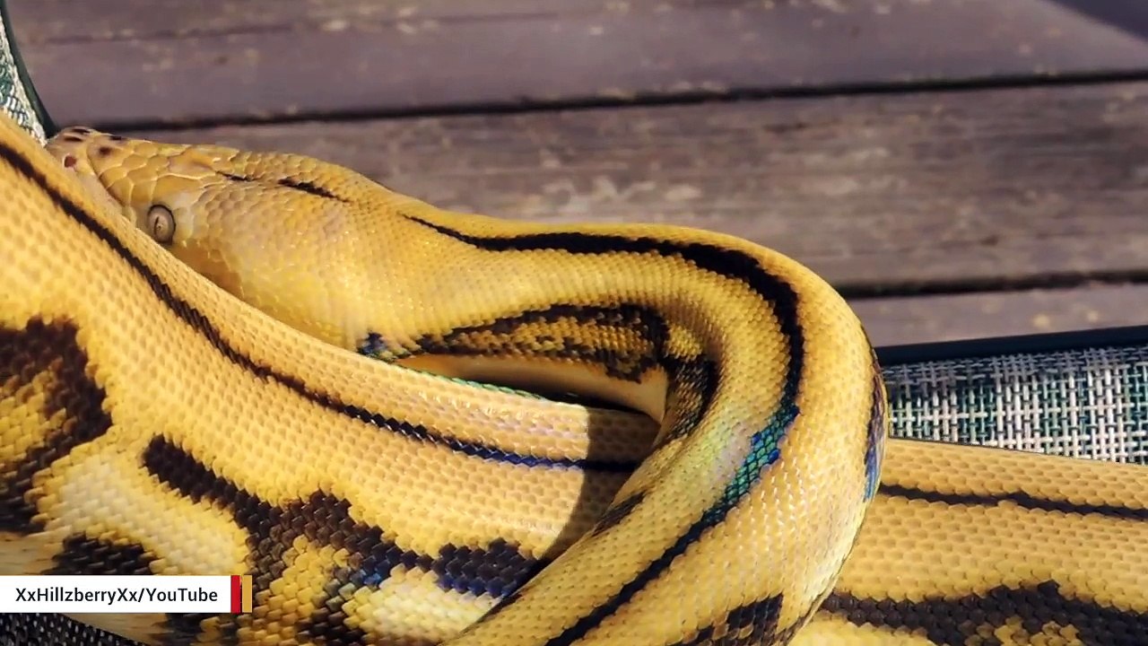 Body Of Missing Man Found Inside Of A Reticulated Python - video ...