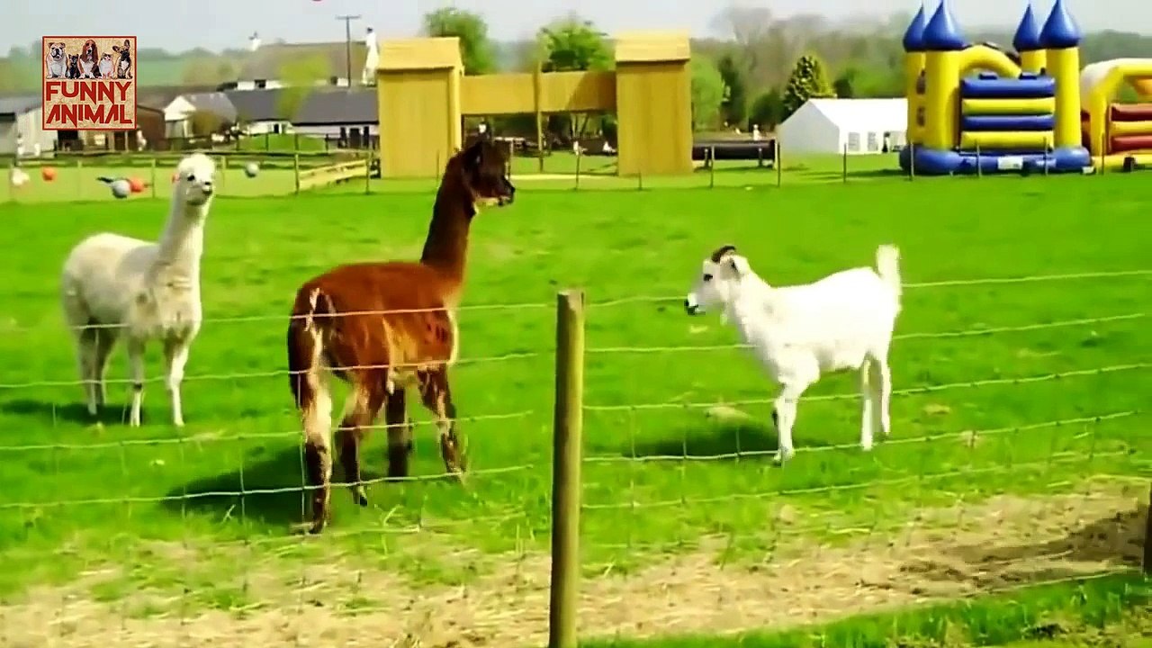 Funny Llama Compilation - Compilación de Llama divertido