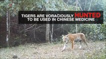 New Discovery is Big News for Endangered Tigers