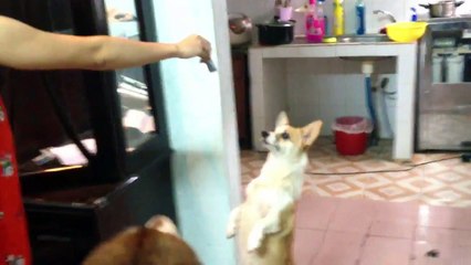 Ong hám tiền , cho tiền phát là đứng bằng 2 chân rất siêu