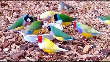 Renkli Kuşlar ,ın aslında bır sanat eseri -yaratıcı tek ressama şükürler olsun