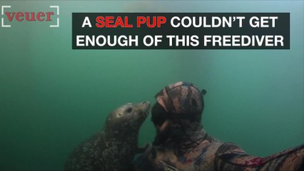 Seal Pup Gets Friendly with Freediver