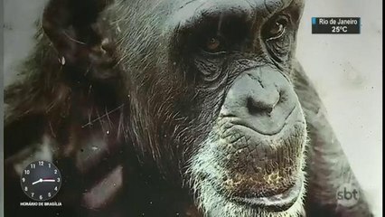 Fenômeno nas eleições de 1988, Macaco Tião vira tema de documentário
