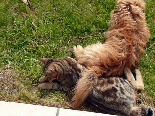 S'entendre comme chien et chat