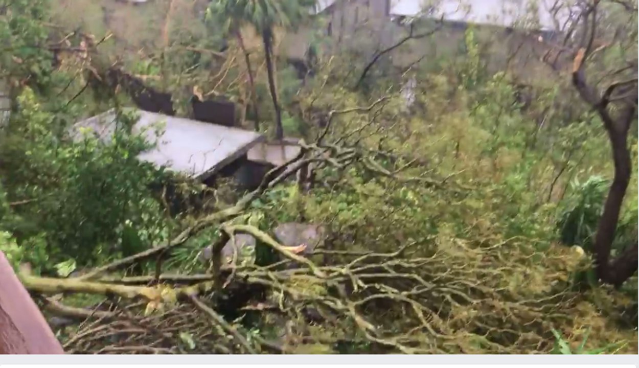 Tourists Look On as Trees Topple Near Hamilton Island Villas