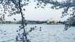 DC's Cherry Blossoms in Bloom Over Tidal Basin