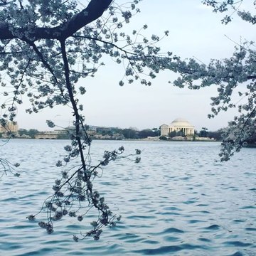 DC's Cherry Blossoms in Bloom Over Tidal Basin