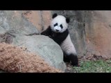 Zoo Atlanta's Twin Panda Cubs Go Outside for First Time