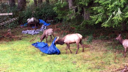 Elk Antlers Tangled in Tarp