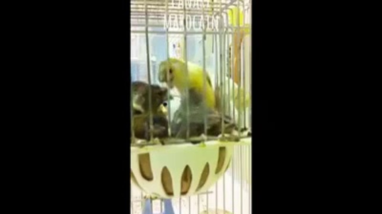 reproduction oiseaux canari