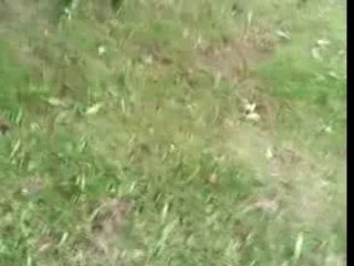 Tyson le rott de fourcherolles