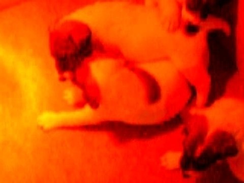 Chiots Fox-terriers à poil lisse de Vénus Du Castel Des Près