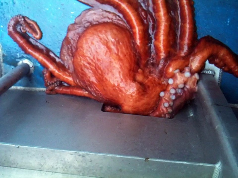 Giant Octopus Houdini Escapes Through Tiny Hole