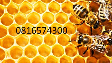 0816574300 Jual Madu Anak Kepulauan Sula