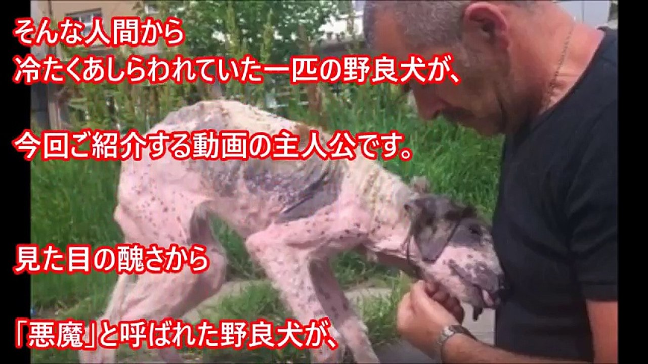 【閲覧注意】悪魔と呼ばれた犬を保護した結果…【感動・心が震える】