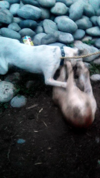 dogs