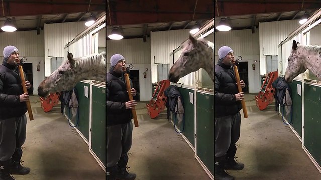 Un cheval bouge la tête en écoutant un homme qui joue de la flûte