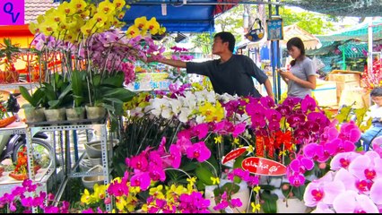 Hội Chợ Hoa Xuân Tết Đinh Dậu 2017 Tại Công Viên 23-9 nè. Hoa Đẹp Quá Chừng!