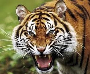 Tigers Revenge - Nat Geo Wild Documentary