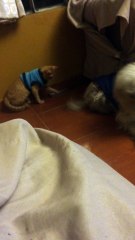 Gato Molesta a Perro