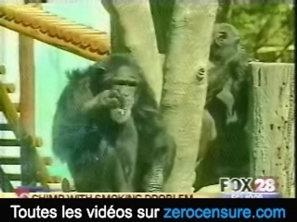 Le singe qui fume