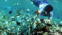 Wonderfull Indonesia Olele Beach Gorontalo City Freediving