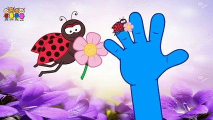 Baby Rhymes   Tomato- Brinjal- illa Finger Family Cartoons