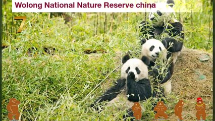 Top 10 Best Destinations For A Bear Safari