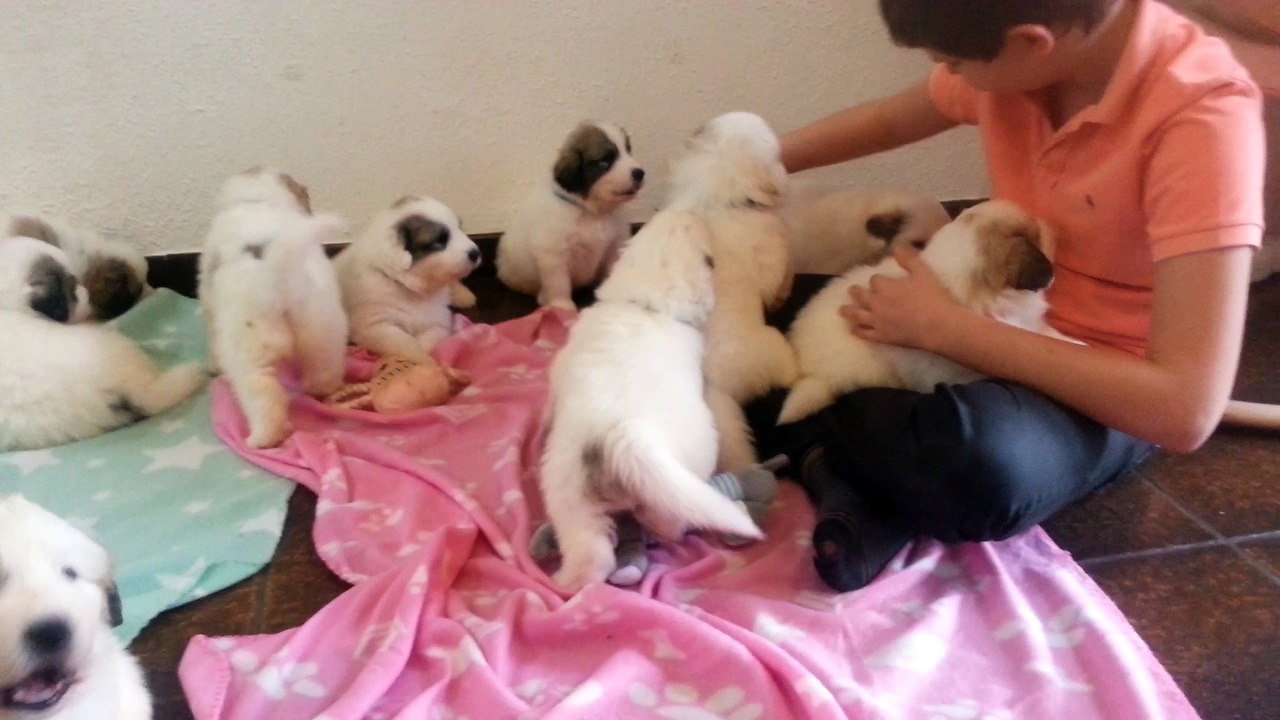 Chiots Chien de Montagne des Pyrénées Wind of Blue Lakes