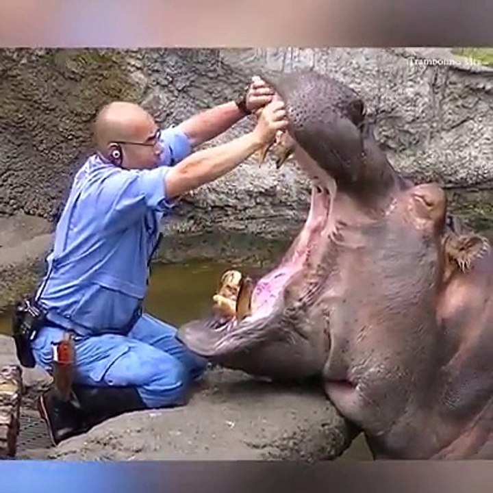 ağız bakımı yaptıran su aygırı