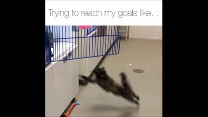 Ce chat ne comprend pas pourquoi il n'arrive pas à sauter...