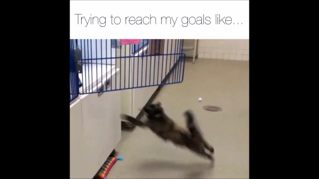 Ce chat ne comprend pas pourquoi il n'arrive pas à sauter...